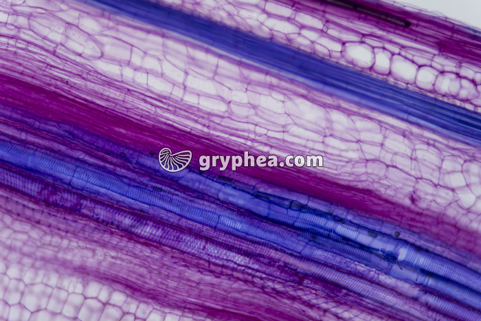 Vaisseaux du Bois Tige de Courge x25 - gryphea.org